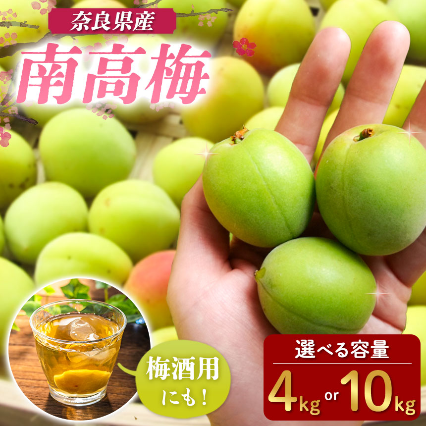 【ふるさと納税】なかにし農園の南高梅 （梅干し・梅酒用）選べる内容量 約 4kg / 10kg 〈先行予約〉 | 梅 うめ ウメ 梅干し 梅酒 成熟 奈良県 五條市 厳選 産地直送 国産 人気 送料無料 グルメ お取り寄せ 旬 | 奈良県 五條市