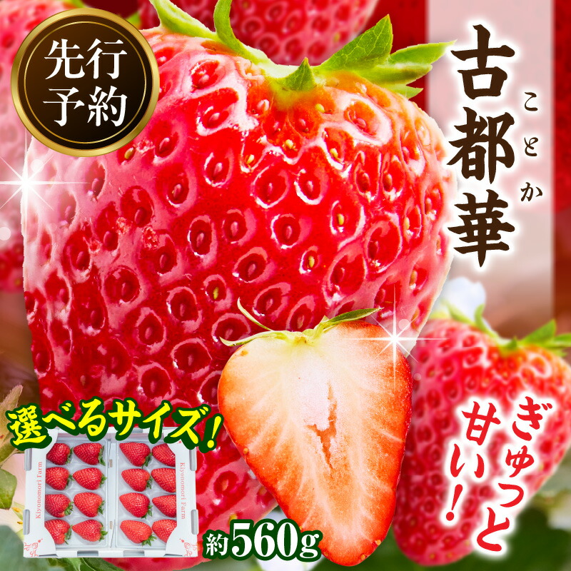 【ふるさと納税】《サイズが選べる》【2026年1月発送】高級いちご「古都華」2パック 約560g 先行予約 ことか 甘い 糖度 濃い 濃厚 果汁 香り 朝摘み いちご イチゴ 苺 フルーツ 果物 くだもの ご褒美 ごほうび 贈答 贈り物 ギフト プレゼント 冷蔵 奈良県 生駒市 送料無料