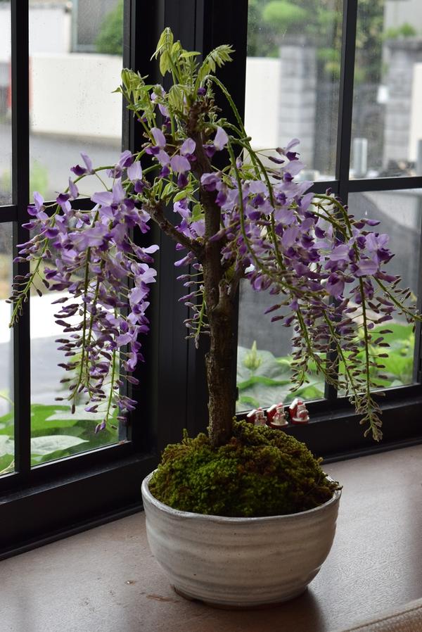 ふるさと納税 例年4月頃時めく 藤盆栽 Maf Gov Ws