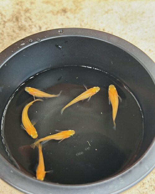 【ふるさと納税】メダカ 楊貴妃 ５匹 （２ペア＋１匹） 死着保証 ／ aju succulent 観賞魚 淡水魚 魚 ペット 生き物 奈良県 葛城市