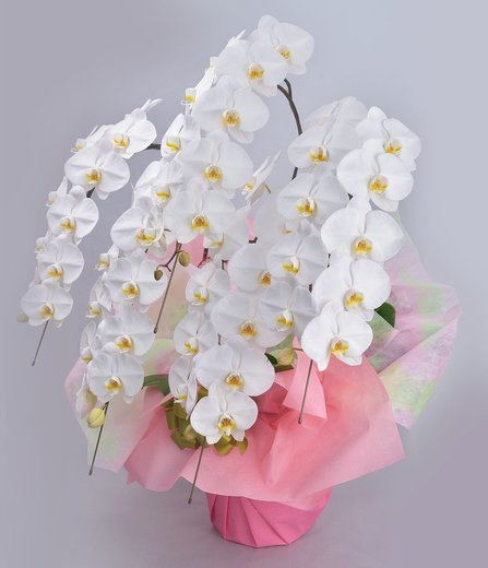 ふるさと納税 22年4月発送分 高級感 胡蝶蘭 ホワイト 本立ち サンオーキッド 白 花 胡蝶 蘭 プレゼント お祝 開店 就任 新築 開業 Rvcconst Com