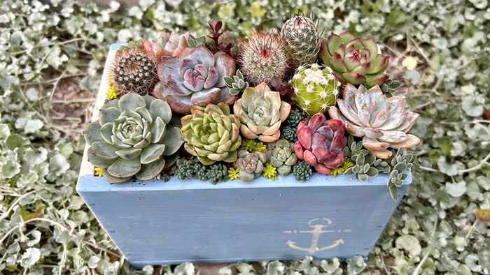 楽天市場】【ふるさと納税】多肉植物 木箱寄せ植え ／ aju succulent