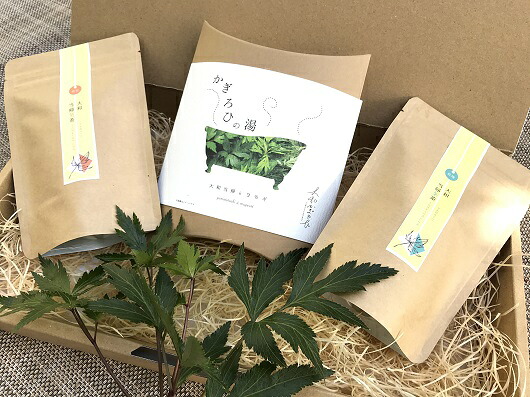 【ふるさと納税】大和当帰 差し上げ物容器に並べる / 大和かぎろひ 当帰葉 ヨモギ 浴する剤 かわき切る茶 焙煎茶 奈良県 宇陀市