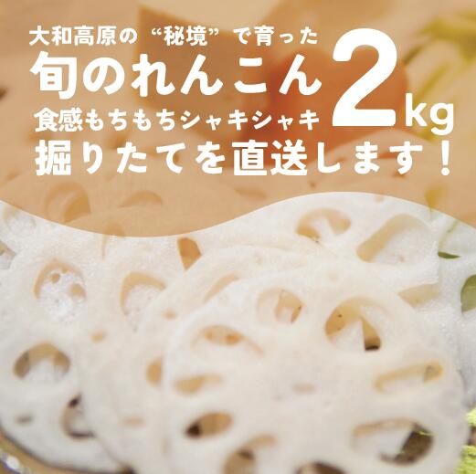 【ふるさと納税】れんこん　２kg