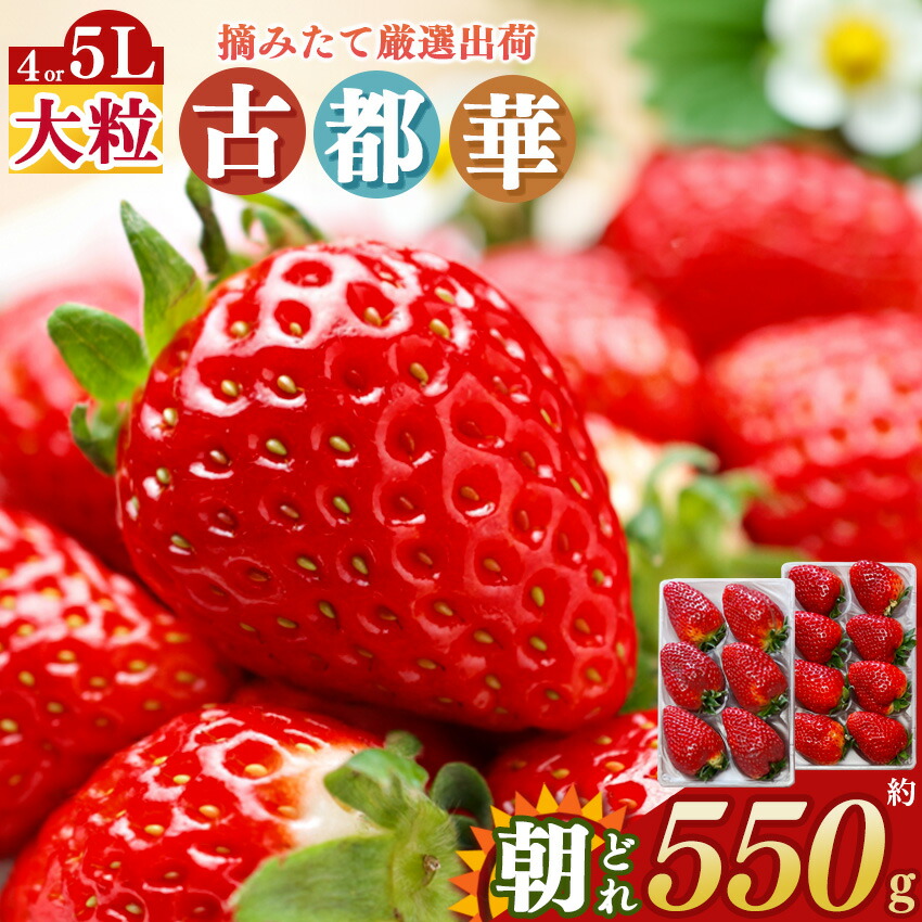 【ふるさと納税】いちご 平群の古都華  4Lまたは5Lサイズ（1種×2パック）苺屋小東 | 果物 くだもの フルーツ 苺 イチゴ いちご ストロベリー 古都華 ことか 旬の品種 奈良県 平群町 高級 ブランド苺 旬 産地 直送 限定出荷 ふるさと納税苺
