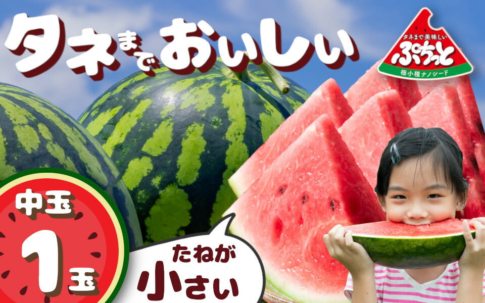 【ふるさと納税】種まで美味しいスイカ「ぷちっと」 ／ ヒロちゃんファーム 西瓜 スイカ すいか 果物 フルーツ デザート  奈良県 田原本町