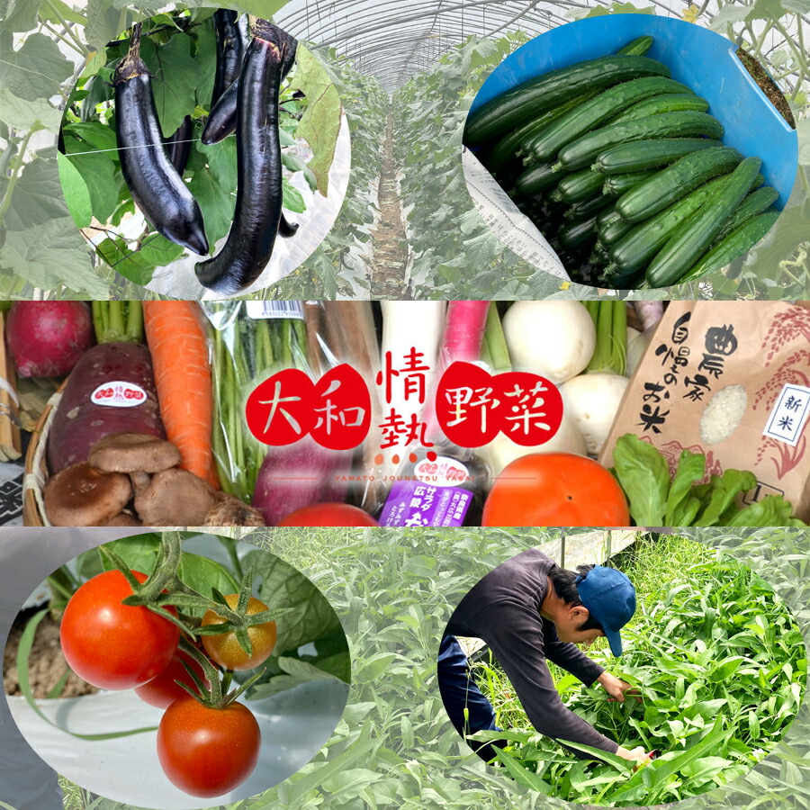 【ふるさと納税】大和情熱野菜の玉手箱 ///旬 野菜 季節 セット 詰合せ 厳選 春 夏 秋 冬 直送 農家 無農薬 奈良県 広陵町