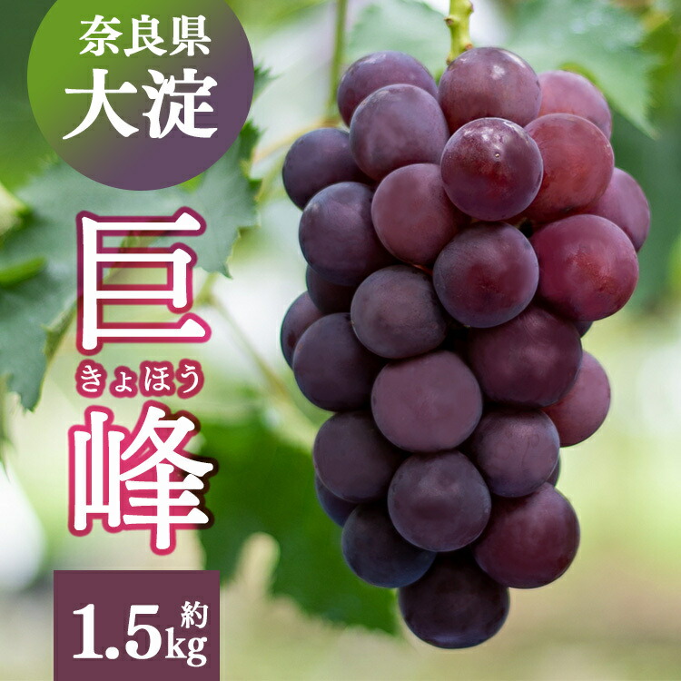【ふるさと納税】巨峰 約1.5kg （２～３房） |  ※8月下旬より発送 果物 くだもの フルーツ ぶどう 葡萄 奈良県 吉野 大淀町
