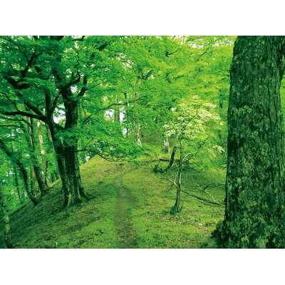 【ふるさと納税】芳ばしさ澄ます水B仕掛ける