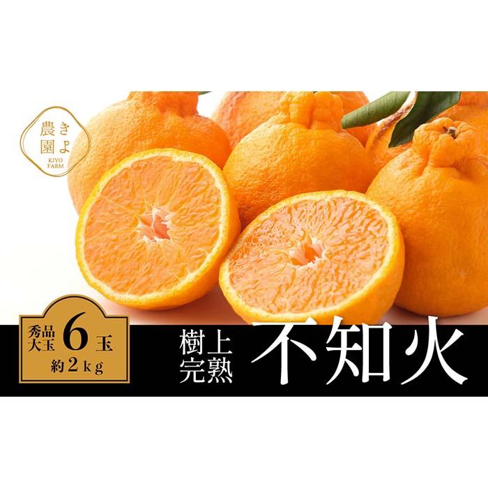 【ふるさと納税】不知火 希少な樹上完熟！ 秀品大玉 6個入 (約2kg)　【2026年2月下旬頃～4月中旬頃まで発送】【KT2】 | フルーツ 果物 くだもの 食品 人気 おすすめ 送料無料