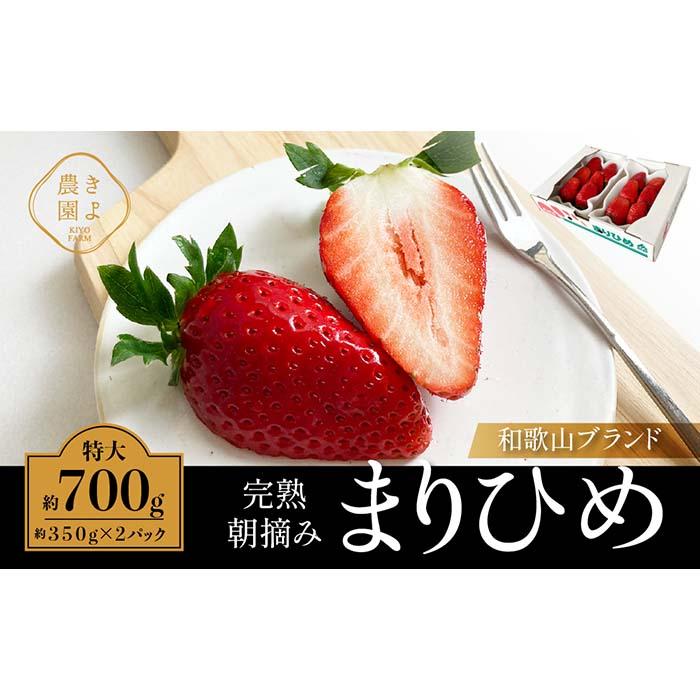 【ふるさと納税】特大まりひめイチゴ 朝摘 6個～11個入×2パック［2026年1月中旬頃より発送］［先行予約］［KT3］ | 苺 いちご フルーツ 果物 くだもの 食品 人気 おすすめ 送料無料