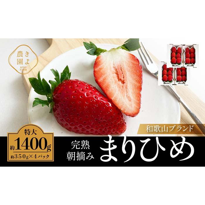 【ふるさと納税】特大まりひめイチゴ 朝摘 6個～11個入×4パック［2026年1月中旬頃より発送］［先行予約］［KT4］ | 苺 いちご フルーツ 果物 くだもの 食品 人気 おすすめ 送料無料