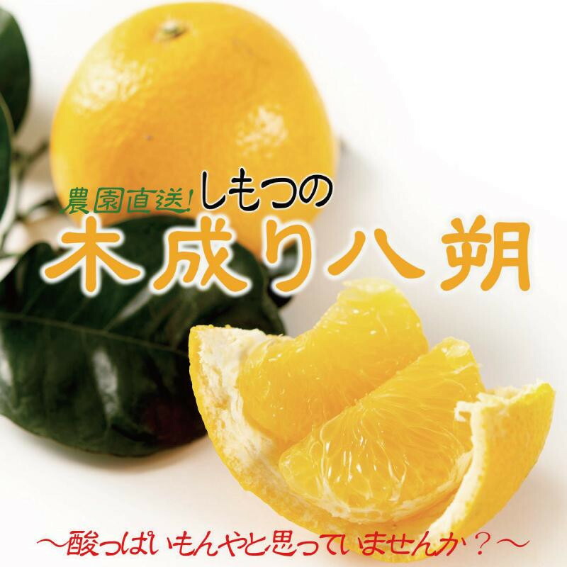 ふるさと納税 和歌山県 串本町 訳ありご家庭用完熟木なりハッサクみかん 10kg（M~3Lサイズ）／ みかん ハッサク … 完熟木なりハッサクみかん 贈答用 秀品 5kg（M~3Lサイズ）2026年3