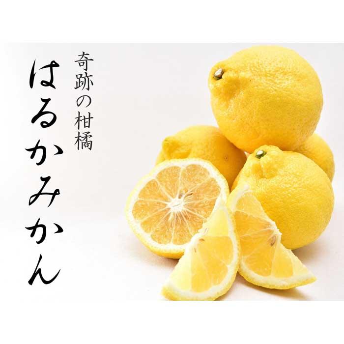 【ふるさと納税】はるかみかん 約6kg 大小混合 《ご家庭用》 ちょっと訳あり 和歌山県産 農園直送 まごころ産直みかん 【北海道・沖縄県・一部離島 配送不可】果物 フルーツ ミカン 蜜柑 わけあり 訳アリ 完熟 | 果物 フルーツ ミカン 蜜柑 柑橘類 みかん 訳あり 家庭用