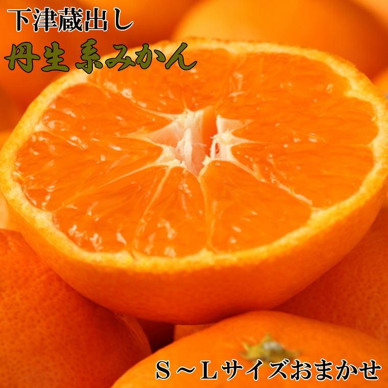 【ふるさと納税】［高糖系］下津蔵出し丹生系みかん約5kg（S～Lサイズおまかせ）★2026年2月下旬頃より順次発送