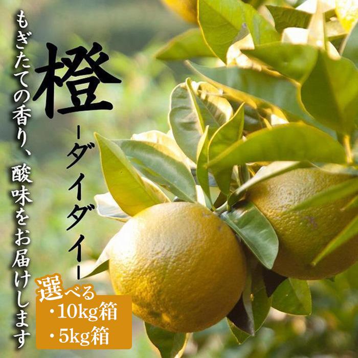 【ふるさと納税】橙(だいだい)海鮮・手作りポン酢・お酒にもおすすめ！昔ながらのみかん鈴木農園より産地直送《11月・12月・1月発送》｜青ダイダイ 黄ダイダイ 赤ダイダイ ぽん酢 ダイダイ酢 柑橘 かんきつ