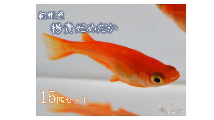 紀州産楊貴妃めだか 15匹 12匹 セット 補償分3匹