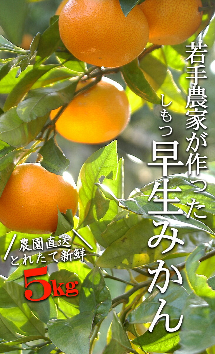 楽天市場】【ふるさと納税】蔵出しみかんS又はSSサイズ 5kg 【和歌山県海南市 農園直送】※2022年1月中旬頃〜2月中旬頃に順次発送予定 :  和歌山県海南市