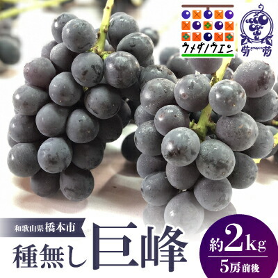 【ふるさと納税】種無巨峰　約2kg(5房前後)【2025年8月6日以降発送】【配送不可地域：離島】【1146341】