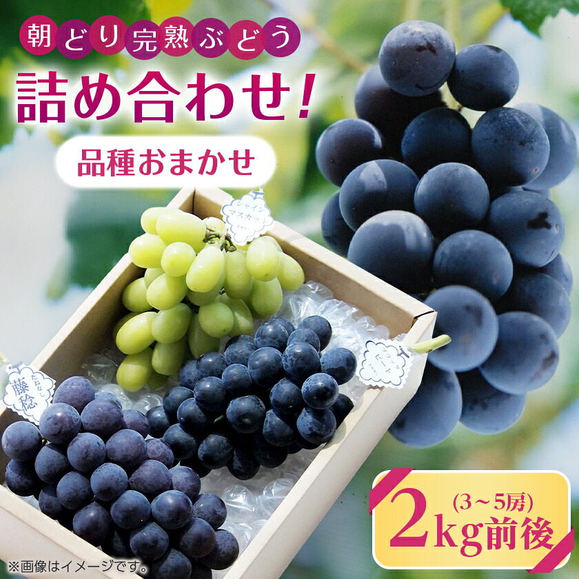 【ふるさと納税】【2026年・発送】朝どり完熟ぶどうの詰め合わせ_ 品種おまかせ 旬の葡萄 詰め合わせ ぶどう 種なし 朝どり 完熟 完熟ぶどう 果物 フルーツ 和歌山県 橋本市 人気 おすすめ 送料無料 プレゼント 贈答 ギフト 【配送不可地域：離島・沖縄県】【1017700】｜和歌山県橋本市