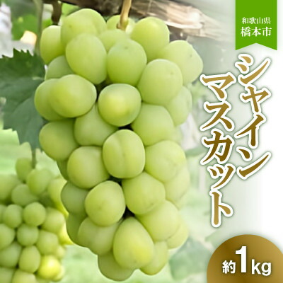【ふるさと納税】橋本市産こだわりシャインマスカット(約1kg)　2025年8月下旬以降順次発送予定　【配送不可地域：離島】【1503837】