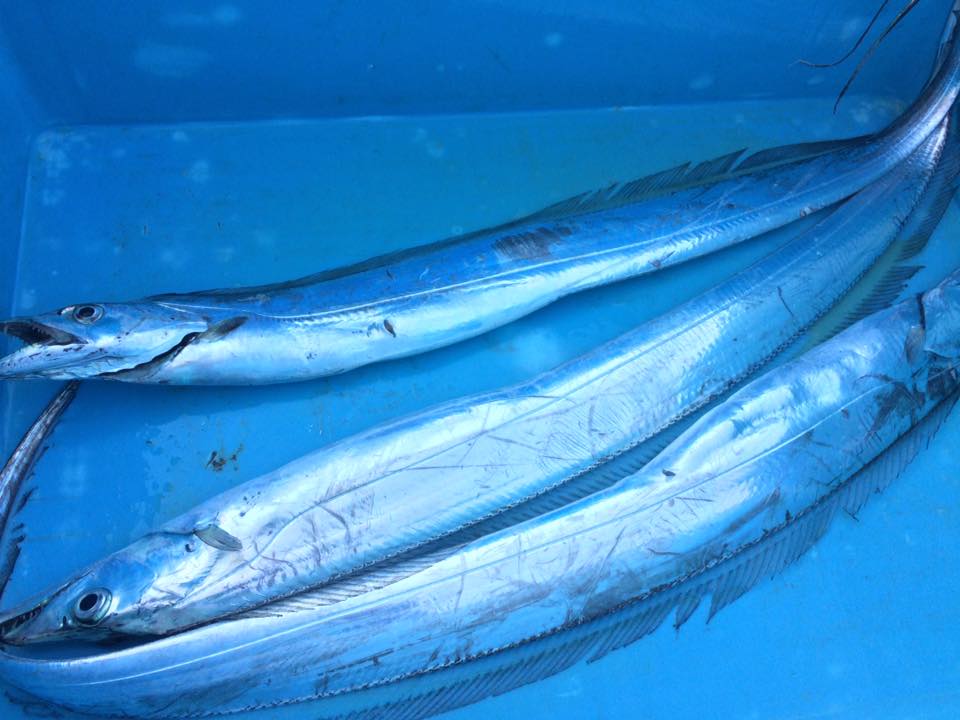 太刀魚と旬の魚セット おすすめネット