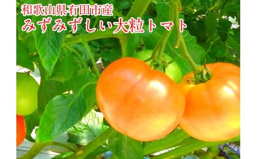 <br>【ふるさと納税】<br>有田産の大玉トマト（A288-1）<br>
