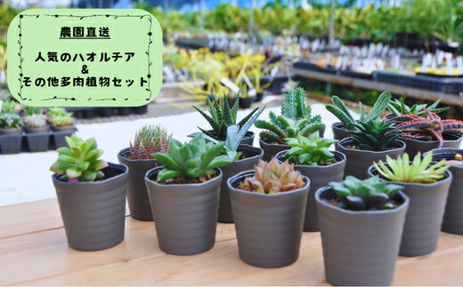 【ふるさと納税】一般受けのハオルチア＆余分の物の多肉植物詰め合わせ（A944-2）
