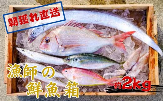 【ふるさと納税】漁師の鮮魚箱（約2kg）(A669-2)｜和歌山県有田市