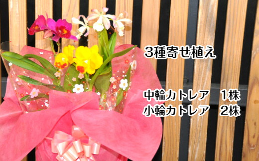 【ふるさと納税】ミニ・ミディカトレア3種寄せ植え（A898-1）｜和歌山県有田市