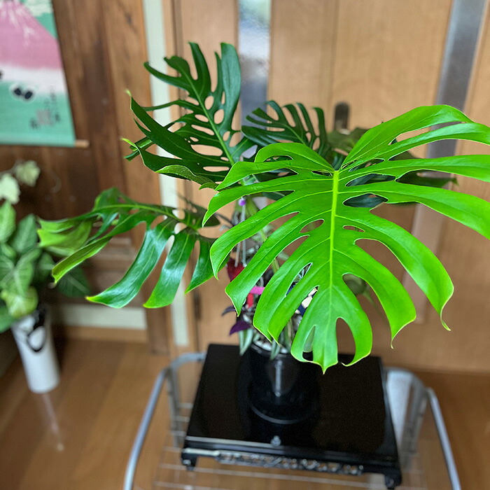 【ふるさと納税】モンステラ＆観葉草木2類概念寄せ植え（A1045-1） 観葉植物-花・ガーデン・DIY