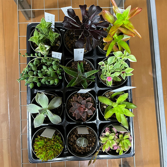 【ふるさと納税】おまかせ多肉植物詰め合わせ（12種）（A1046-1）