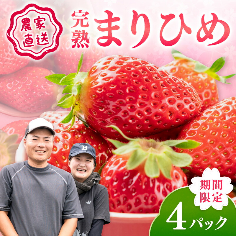 【ふるさと納税】農家直送！まりひめ　いちご　４パック（限定価格）《先行予約》2026年4月より順次発送【配送不可地域：北海道・沖縄・離島】 いちご 苺 イチゴ フルーツ くだもの 果物 旬 パック 送料無料 ふるさと納税 いちご 予約 先行予約