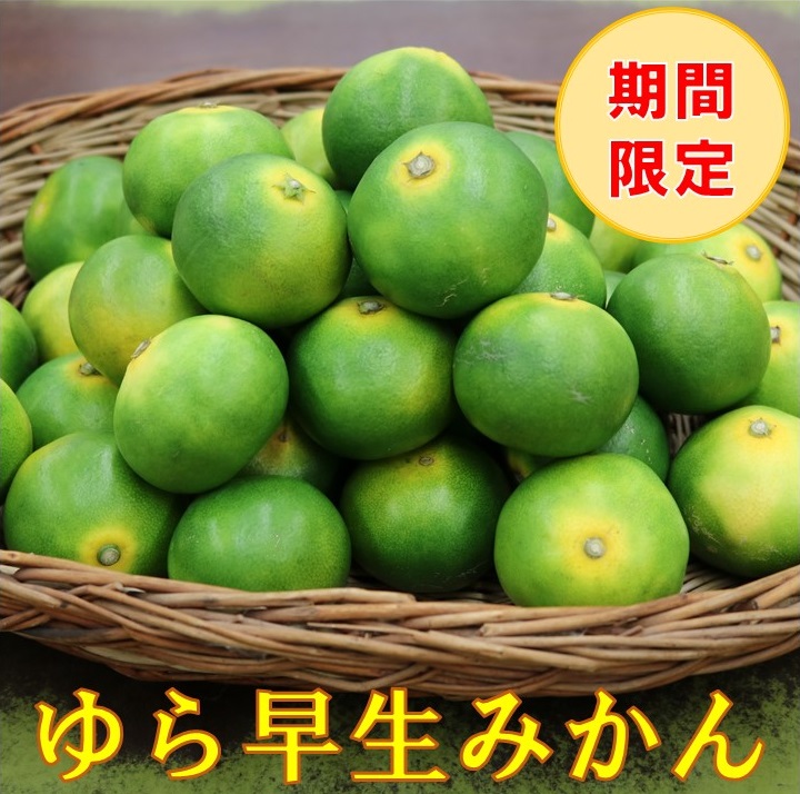 【ふるさと納税】糖度抜群！ゆら早生（みかん）《先行予約》