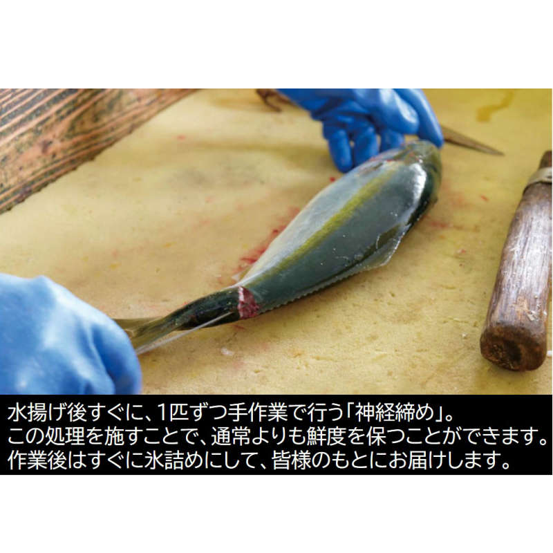 海外輸入 御坊産 鮮魚セット5kg 鮮魚 天然 詰め合わせ 朝どれ 冷蔵 新鮮 アジ サバ タチウオ 太刀魚 タイ 漁港 和歌山県産 御坊産 新品本物 Ult Lpmpntb Kemdikbud Go Id