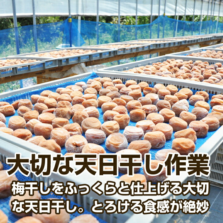 市場 ふるさと納税 昔ながらのしょっぱい梅干し 2kg 白干し梅