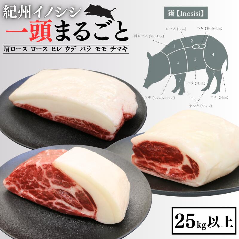 【ふるさと納税】紀州イノシシ 一頭まるごと 肩ロース ロース ヒレ ウデ バラ モモ チマキ 25kg以上 / 田辺市 猪肉 イノシシ肉 イノシシ  紀州ジビエ ジビエ