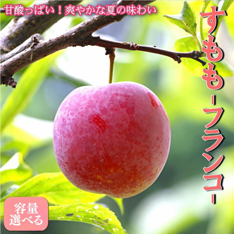 【ふるさと納税】 先行予約 すもも（フランコ）【選べる容量】 1kg 2kg 4kg  ※2025年6月中旬～7月中旬頃に順次発送予定【期間限定・2025/6/20まで】 / スモモ お取り寄せ 期間限定 夏 フルーツ 果物 サンタローザ 和歌山県 田辺市