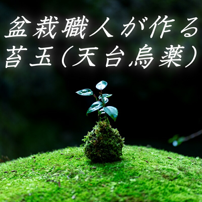 【ふるさと納税】 盆栽技術者が作る苔玉(天台烏薬) / 差し上げ物 徐福 謂われ因縁 気どらずに 生まれながら 新宮