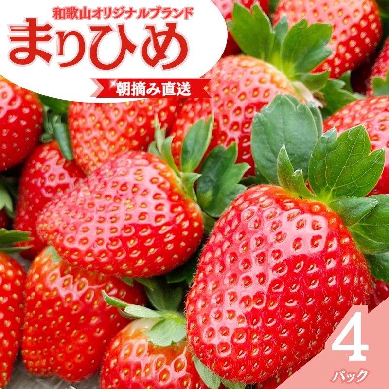 【ふるさと納税】 【先行予約】特大まりひめ いちご 朝摘 6個～11個入り×4パック  2026年1月中旬～2026年3月末頃に順次発送予定（お届け日指定不可）/ いちご 苺 まりひめ 和歌山 フルーツ  果物 くだもの