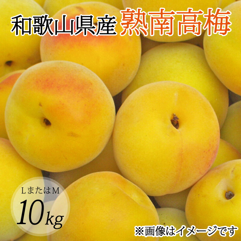 【ふるさと納税】 【梅干し・梅酒用】（LまたはM－10Kg）熟南高梅＜2025年6月上旬～7月上旬ごろに順次発送予定＞
