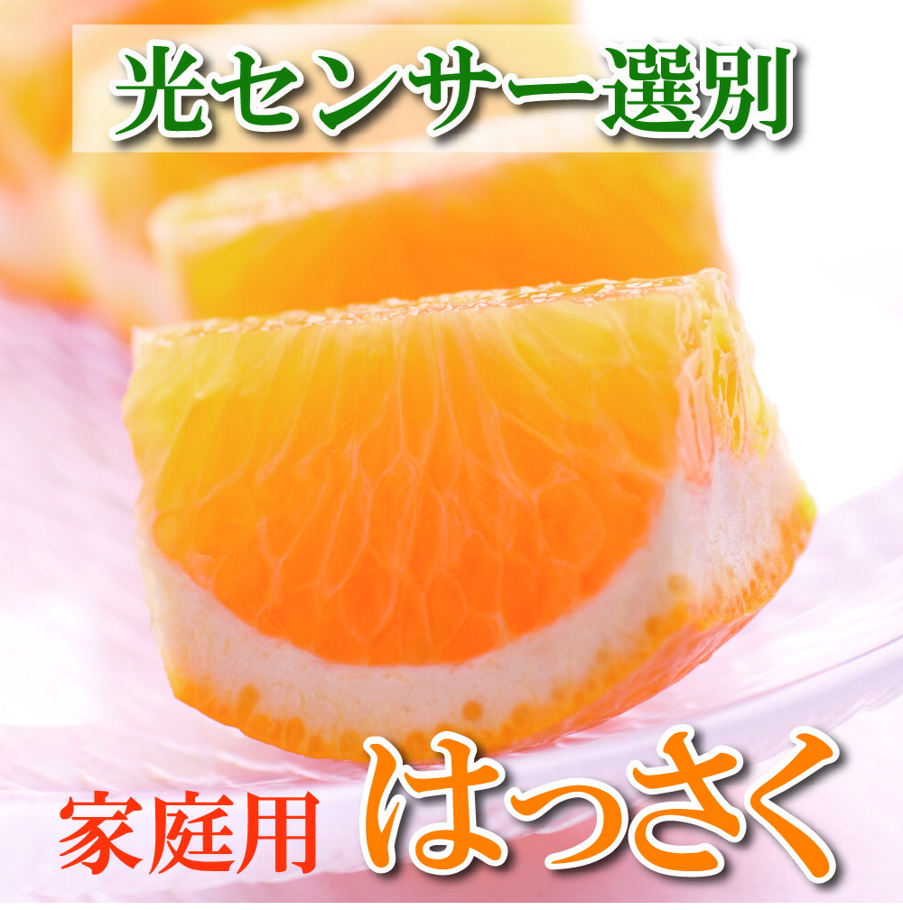 激安商品 家庭用はっさく12.5kg 375g 傷み補償分 2023年1月〜