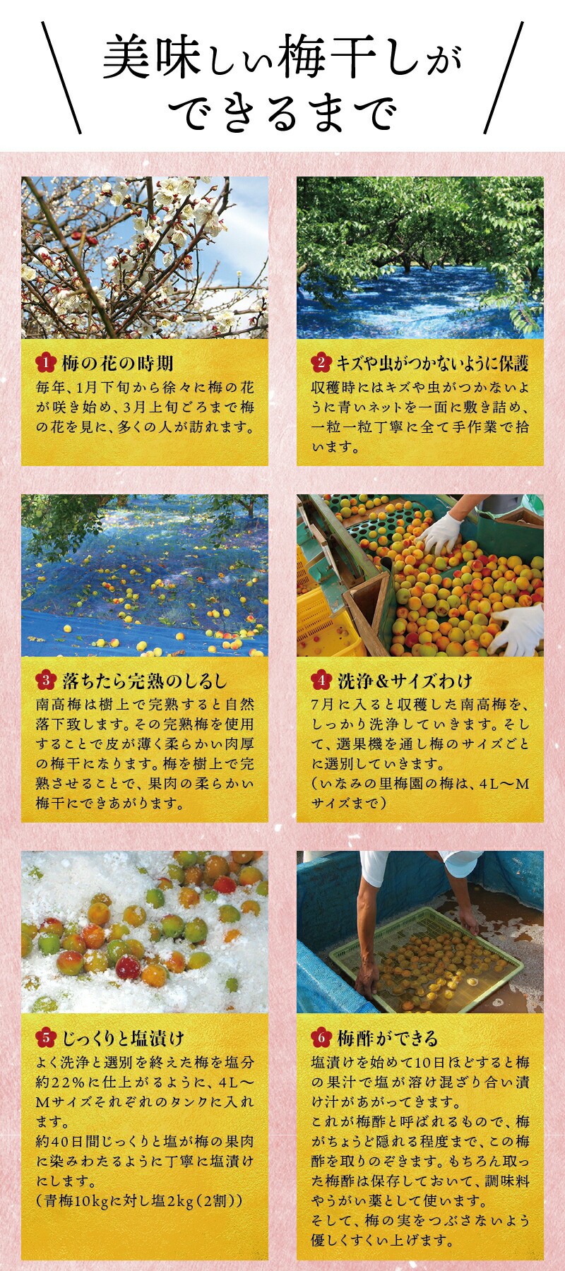 【ふるさと納税】最高級紀州南高梅大粒・はちみつ梅干し1.4kg【ご家庭用】