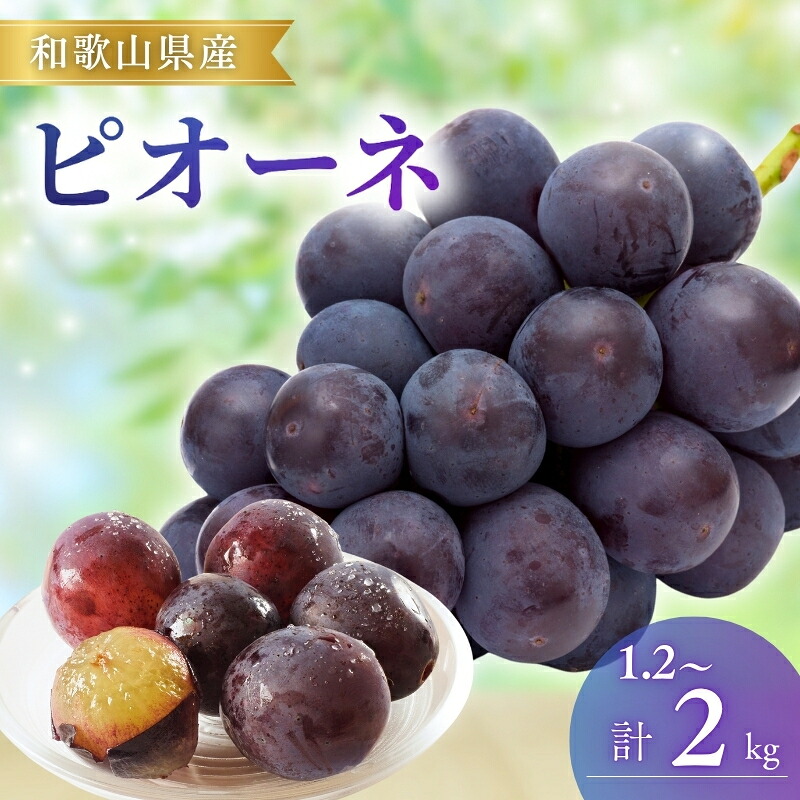 【ふるさと納税】 【先行予約】ピオーネ和歌山県産 1.2kg (2～3房) / 2kg (3～5房) 【2026年8月下旬～9月中旬までに順次発送（日付指定不可）】 | ぶどう 葡萄 ブドウ 産地直送 農家直送 フルーツ 果物｜和歌山県新宮市