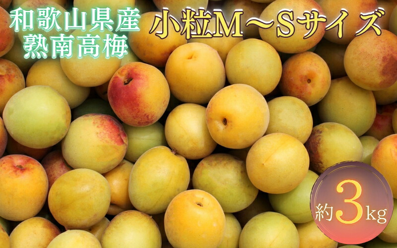 【ふるさと納税】 【紀州和歌山県産 熟南高梅 生うめ 優品 約３kg (S、Mサイズおまかせ)+3%増量＜2026年6月下旬～7月上旬発送予定＞/ 梅干し 梅酒 ウメシロップ ジュース ジャム他 紀州熟南高梅 青梅 黄梅 朝採り フルーツ 果物 くだもの 食品 人気 おすすめ 【art043】