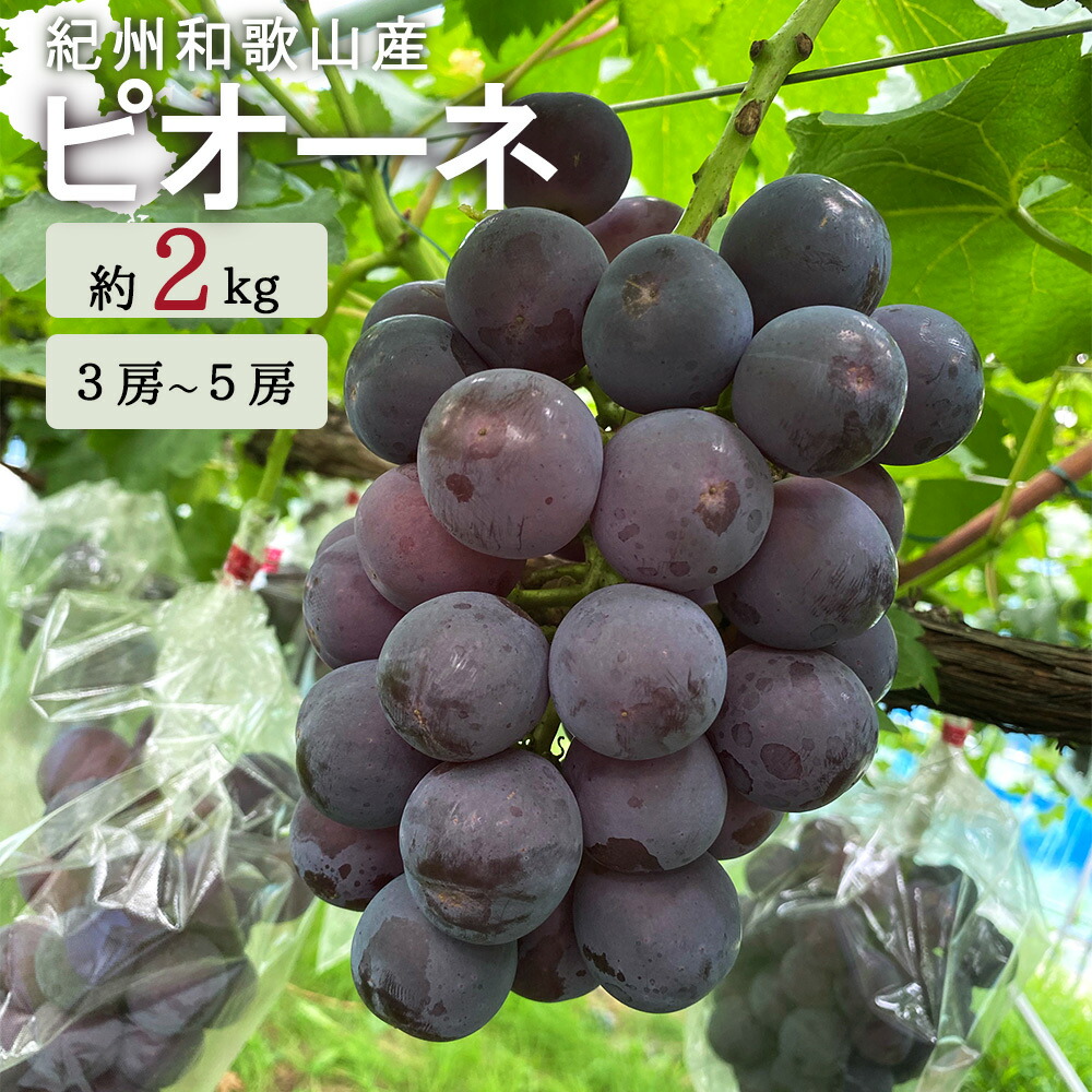 【ふるさと納税】 紀州和歌山産 ピオーネ 約2kg ※2026年8月下旬頃～2026年9月下旬頃に順次発送 ※日付指定不可 ※日付指定不可 ぶどう ブドウ 葡萄 果物 くだもの フルーツ
