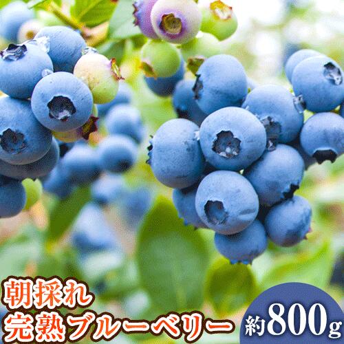 【ふるさと納税】【先行予約】和歌山の朝採れ完熟ブルーベリー 約800g (約200g×4パック)  紀の川市厳選館《2025年7月上旬-7月下旬頃出荷》和歌山県 紀の川市 フルーツ 果物