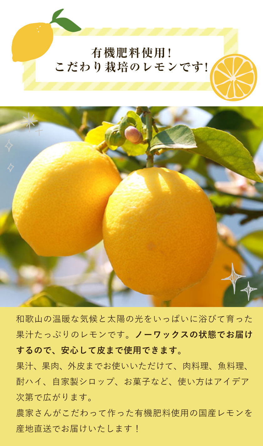 紀の川市産の安心国産レモン 約3kg フルーツ 和歌山県 果物 柑橘 22年12月中旬 23年1月末頃より順次出荷 紀の川市 紀の川市厳選館 上質で快適 柑橘 22年12月中旬 23年1月末頃より順次出荷