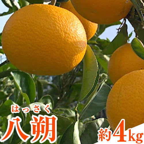 【ふるさと納税】先行予約 和歌山県産 八朔(はっさく)  約4kg 前商店《2026年1月上旬-3月末頃出荷》産地直送 柑橘