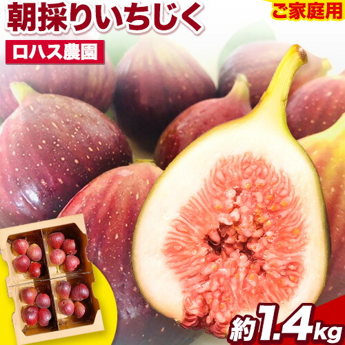 【ふるさと納税】ご家庭用 朝採りいちじく 約1.4kg 350g×4パック ロハス農園《8月上旬-11月末頃出荷》和歌山県 紀の川市 無花果 イチジク【配送不可地域あり】